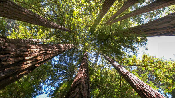 Best Commercial Tree Services  in Latham, NY
