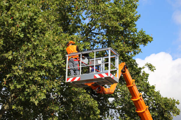 Best Tree Removal  in Latham, NY