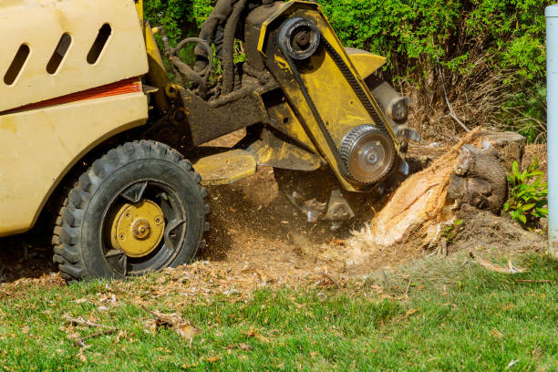 Best Utility Line Clearance  in Latham, NY