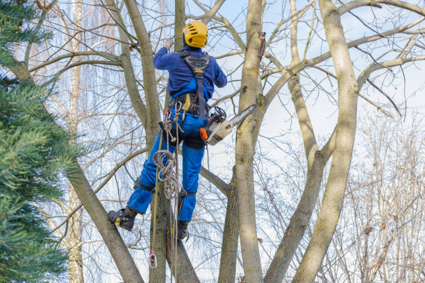 Best Hazardous Tree Removal  in Latham, NY
