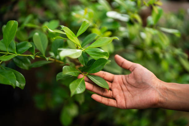 Best Arborist Consultation Services  in Latham, NY