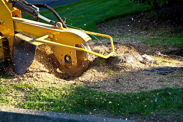 Best Tree Trimming and Pruning  in Latham, NY
