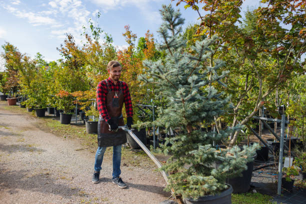 Best Tree and Shrub Care  in Latham, NY