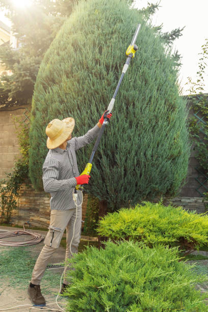 Best Tree Cabling and Bracing  in Latham, NY