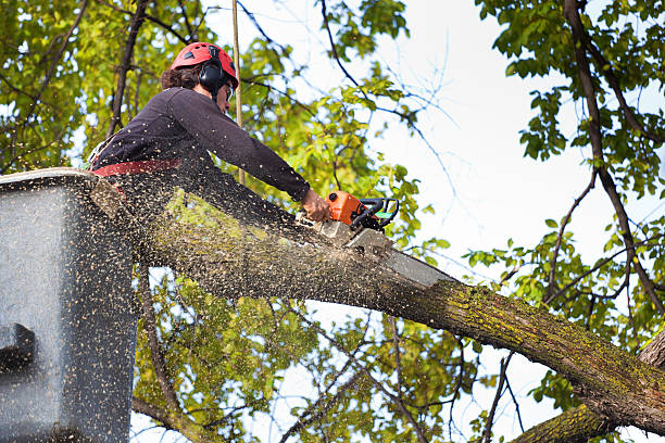 Best Fruit Tree Pruning  in Latham, NY